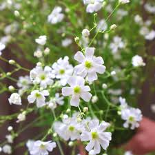 Baby’s Breath Covent Garden Seeds – Gypsophila elegans – 300mg (~100 Seeds), Delicate White Blooms, Annual Cut Flower, Cottage Garden