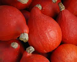 Red Kuri Squash Seeds | Non-GMO | Heirloom Winter Squash | Sweet & Rich Flavor |
