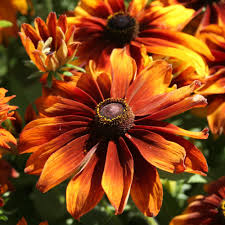 200+ Moreno Rudbeckia Seeds – Rich Mahogany Blooms for Garden Planting, Bold Summer Color for Beds, Borders & Pollinators – USA