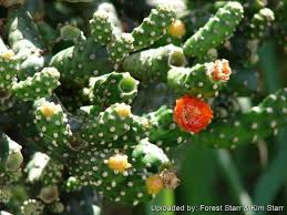 Consolea moniliformis Unrooted Cactus Cutting (4–7" Pad) | Rare Opuntia Species | Freshly Cut for Easy Rooting