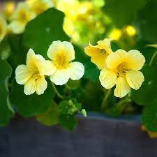 15 Seeds Moonlight Nasturtium (Tropaeolum majus) – Soft Creamy-Yellow Blooms, Edible Flowers & Leaves