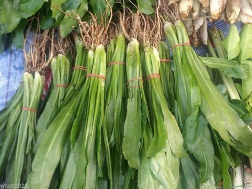 Culantro Ngo Gai Seeds for Planting (100mg) - Vietnamese Recao - Tropical Herb for Soups, Salads, & Culinary Dishes