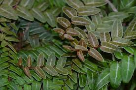 Marcgravia aff. coriacea Starter Plant - 10-Leaf Cutting for Terrariums, Fast-Rooting, High Humidity Plant