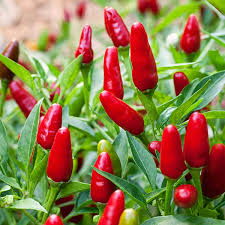 30 Seeds Thai Hot Pepper, Heirloom Spicy Chili Pepper, Compact and High-Yielding