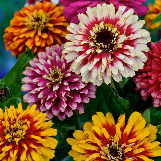 100+ Swirls Mixed Zinnia Seeds – Striped & Bi-Color Blooms for Garden Planting, Bold Annuals for Borders and Pollinator Gardens – USA