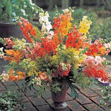 Chantilly Mix Snapdragon Seeds – 1000+ Butterfly Blooms – Tall Pastel Flowers for Cut Bouquets, Cottage Borders & Pollinator Gardens – USA