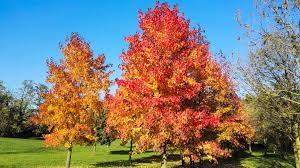 15 American Sweet Gum Tree Seeds (Liquidambar styraciflua), Fall Colorful Tree, Beautiful Hardwood, for Landscaping & Shade, Hardy Tree Seed