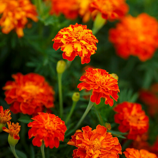 200 Seeds French Marigold Panther - Beneficial Edible, Dwarf Variety, Non-GMO, Attracts Butterflies, Garden & Culinary Use