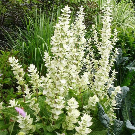 200 Seeds Clary Sage White Swan, Salvia for Birds & Butterflies, Pollinator Friendly, Non-GMO, Herb, Easy to Grow