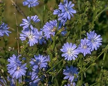 6000 Seeds Chicory, Cichorium Intybus, Heirloom Edible Greens and Root Herb