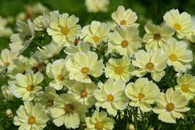200+ Xanthos Cosmos Seeds – Soft Yellow Blooms for Garden Planting, Compact Pollinator-Friendly Annuals for Beds & Containers – USA