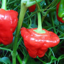 20 Jamaican Red Mushroom Pepper Seeds – Capsicum chinense – Heirloom, Spicy & Unique, High-Yield, Non-GMO