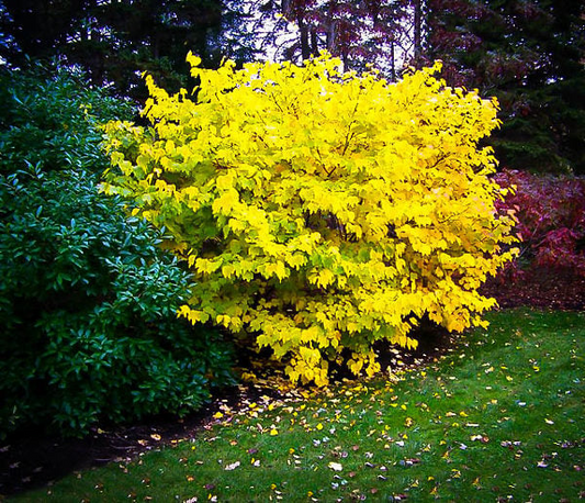 2 Spicebush Plants (Lindera Benzoin) – 12" Bare Root Shrubs, Wildlife-Friendly, Fragrant, Zones 4-9