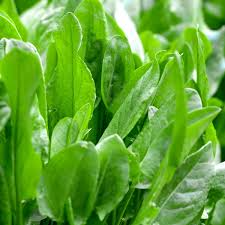Sorrel Seeds | Heirloom Non-GMO | Tangy Lemon Flavor | Perennial Herb | 18-24 Inches Tall | USDA Zones 3-9 |