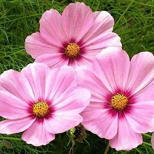 200 Seeds Cosmos GLORIA, 3-5’ Tall, Huge Flower Blooms, Magenta Center, Non-GMO, Beautiful Garden Flowers, Attracts Pollinators
