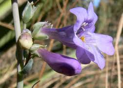 100mg Penstemon Secundiflorus Seeds, Sidebells Penstemon, Native Wildflower for Pollinators