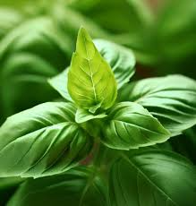 4000 Seeds Basil Genovese | Ocimum basilicum | Heirloom, Non-GMO Italian Herb | Aromatic & Flavorful
