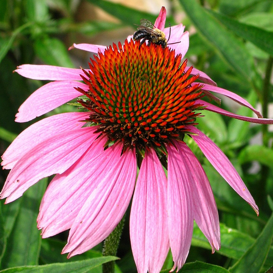 200+ Bright Pink Coneflower Daisy Seeds – Vibrant Perennial Blooms for Garden Planting, Pollinator-Friendly Echinacea – USA