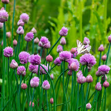 150 Chive Herb Seeds – Allium schoenoprasum – Heirloom, Perennial, Mild Onion Flavor, Perfect for Salads