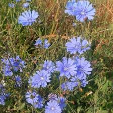 300 Seeds Chicory – Cichorium intybus, Heirloom Vegetable & Coffee Substitute