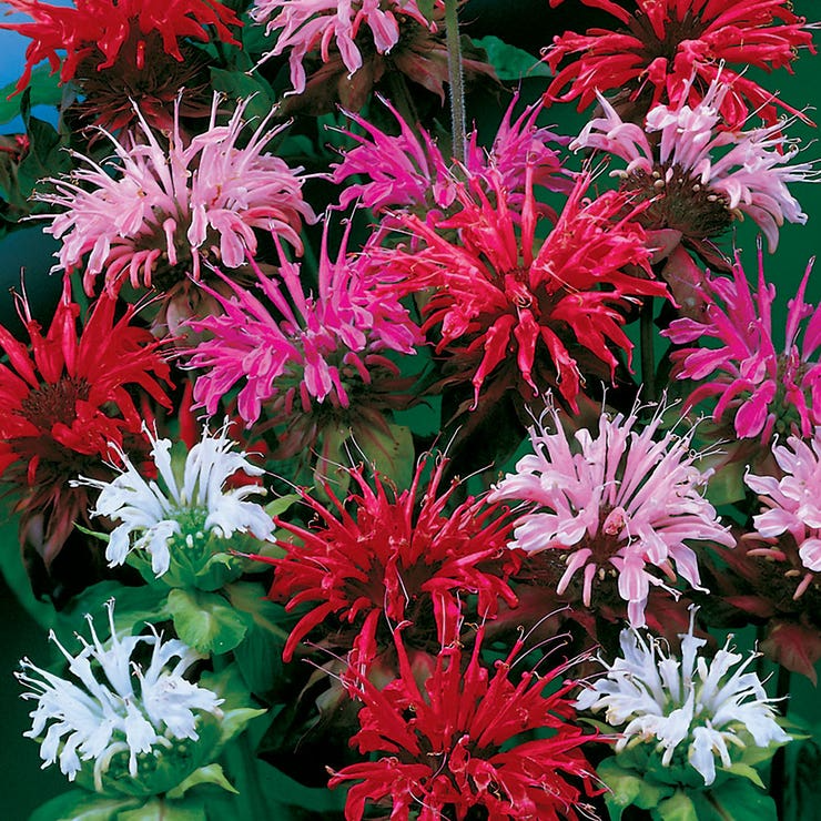 90 Seeds Bee Balm Monarda Didyma Mixed Colors, Perennial Hummingbird Plant, Non-GMO, Pollinator-Friendly, Vibrant Flowers for Garden