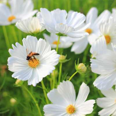 1000 Seeds White Cloud 9 Wildflower Mix – Heirloom Non-GMO White Bloom Blend for Moon Gardens, Memorial Plantings, Pollinators