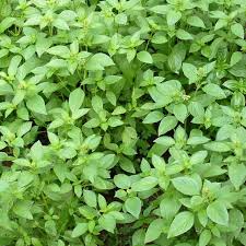 1000 Seeds Lemon Basil (Ocimum basilicum var. citriodora) – Fragrant Herb for Culinary and Garden Use
