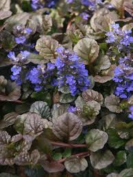2 Starter Plants of Ajuga Black Scallop Ground Cover Plant - Dark Burgundy Leaves, Blue Flowers, Hardy Perennial