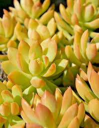 2 Bare Root Live Plants 2" Sedum adolphi ‘Golden Glow’ Succulent | Vibrant Yellow-Green Foliage | Easy Care | Indoor/Outdoor Plant