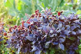 500 Seeds Dark Opal Basil (Ocimum basilicum) – Aromatic, Colorful Herb for Cooking & Gardens