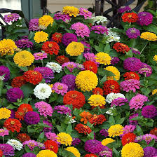 100 Seeds Zinnia Tranquility Mix (Zinnia elegans) Double Cut Flowers for Butterflies & Hummingbirds, Vibrant Garden Blooms