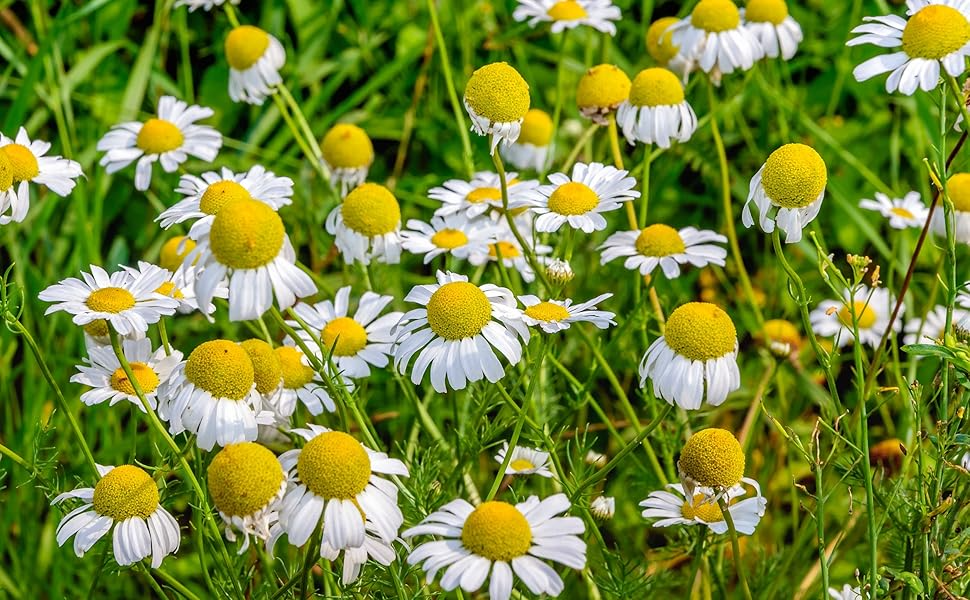 500 Seeds Herb Roman Chamomile, Heirloom, Fragrant Perennial, Non-GMO, Matricaria recutita, Tea, Garden, Aromatic