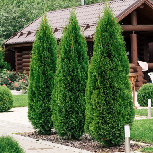 10 Arborvitae Emerald Green Cuttings, Thuja Emerald, Unrooted Shrub 10-15 cm Long - Hardy, Fast-Growing Evergreen for Privacy & Landscaping