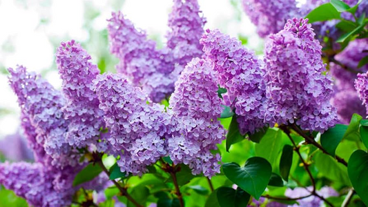 1 Syringa vulgaris Old Fashioned Lilac Bush - Live Bare Root Plant 10"-14" for Zones 3-7 - Fragrant Purple Flowers
