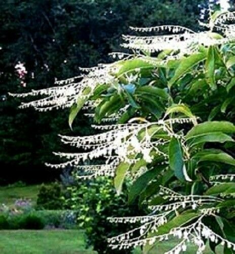 100 Lily of the Valley Sourwood Seeds (Oxydendrum arboreum), Honey Bee Tree, Fragrant White Flowers, Native Tree, Wildlife Friendly
