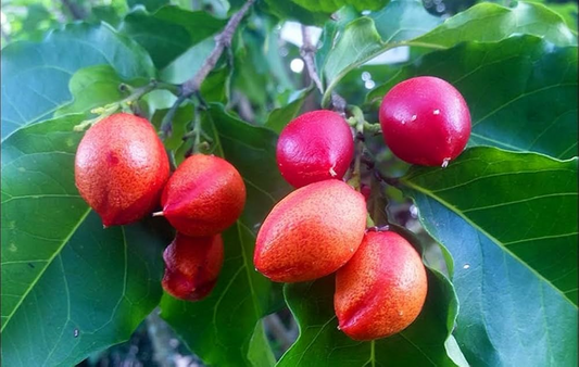 2 Small Peanut Butter Tree Starter Plants - Rare Fruit Tree (Bunchosia glandulifera) - Sweet Tropical Fruit for Garden & Orchard