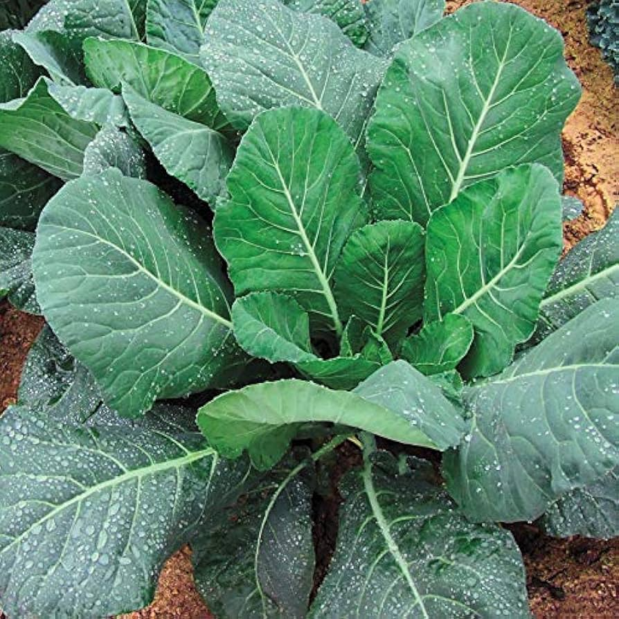 1g Collards Champion Seeds Brassica oleracea | Nutritious, Hardy, Heirloom Greens for Gardens & Containers