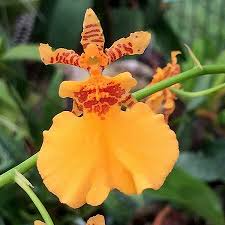 Oncidium Gower Ramsey 'Orange Delight' | Live Orchid Starter Plant | Vibrant Orange Flowers | Indoor & Outdoor | Potted 1B18