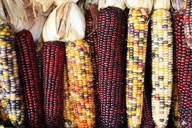 50 Treated Indian Ornamental Corn Seeds – Non-GMO Heirloom | Colorful Tassels | USA Seller