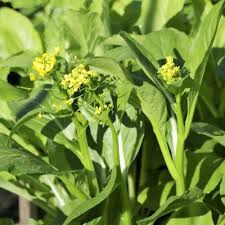 150 Yu Choy Sum Seeds - Flowering Brassica Jung Green | Fresh Asian Green for Planting, Stir-Fry & Culinary Use