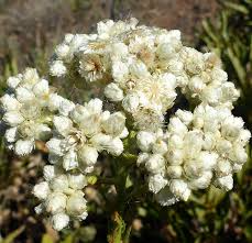 30mg Pseudognaphalium - Sweet Everlasting, Dried Flower Favorite, Perennial Wildflower