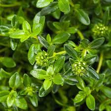 1g Summer Savory Seeds Satureja hortensis | Aromatic Annual Herb, Non-GMO, Heirloom, Culinary Favorite, Easy to Grow, Versatile Flavor