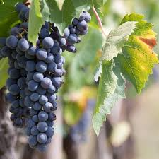 30 Grape Vine Seeds (Vitis vinifera) | Wine Grape Seeds for Planting | Grow Your Own Grapes, Perfect for Vineyards & Home Gardens
