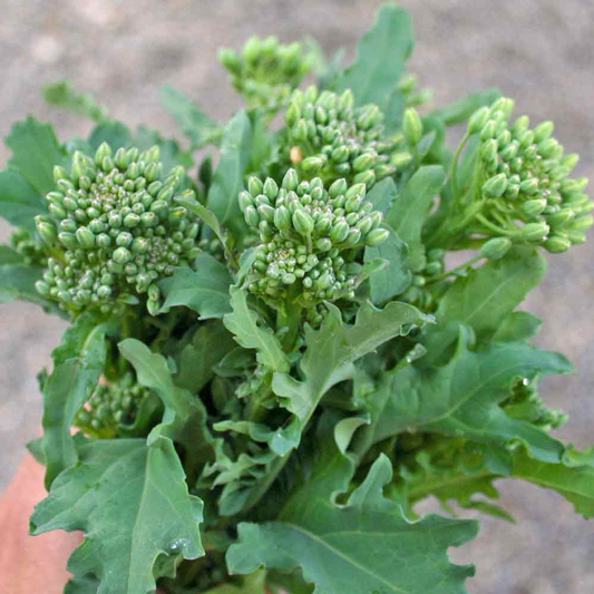 150 Seeds Broccoli Raab Rabe - Brassica rapa | Heirloom Spring Rapini for Planting, Gardening & Culinary Use