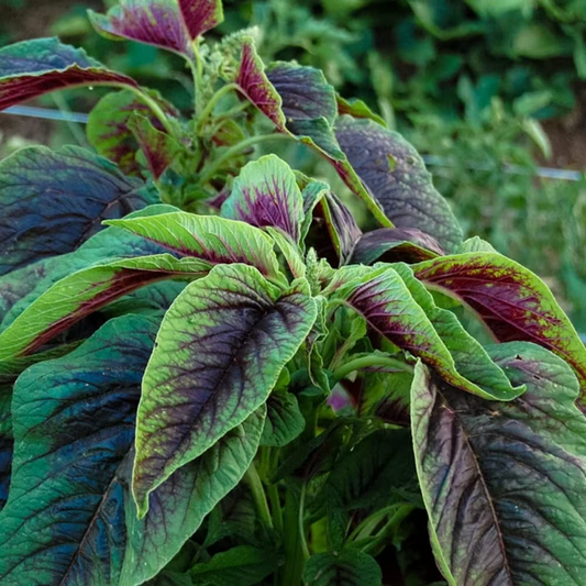 500 Edible Amaranth Red Stripe Leaf Seeds - Amaranthus tricolor Red Beauty Tricolor | Vibrant, Nutritious Leafy Green for Planting