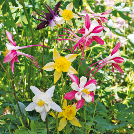 500 Seeds Columbine McKana Giant Mix, Perennial Hummingbird & Butterfly Flowers, Non-GMO Aquilegia, Vibrant Colors, Easy to Grow for Gardens