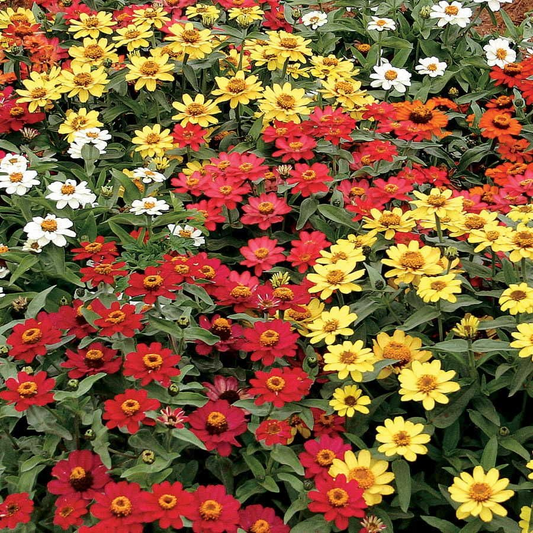 100+ Profusion Mix Zinnia Seeds – Bright Blooming Annuals for Garden Planting, Heat-Tolerant Flower Mix for Beds & Borders – USA