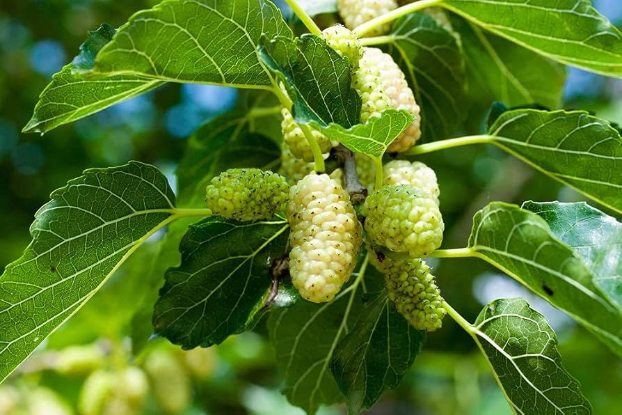 50 White Mulberry Tree Seeds (Morus alba) - Sweet Edible Fruit, Grow Your Own Mulberry Tree, for Gardens, Healthy Snack, Fast Growing