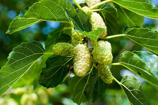 50 White Mulberry Tree Seeds (Morus alba) - Sweet Edible Fruit, Grow Your Own Mulberry Tree, for Gardens, Healthy Snack, Fast Growing