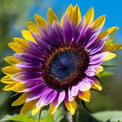 50pcs Rare Purple Heart Sunflower Seeds | Unique Helianthus with Deep Purple Center